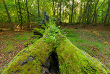Close-up View Of Old, Fallen Tree Trunk Covered In Moss In Hesse, Germany