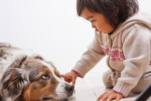 Toddler Girl Touching Australian Shapherd Dog's Eye