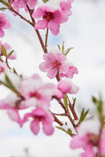 Close-up Of Peach Blossoms Covered In Snow In Spring, USA