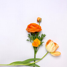 Cut Orange Flowers, Ranunculus, Pansy And Tulip