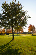 Golf Course With Trees In Autumn, North Rhine-Westphalia, Germany