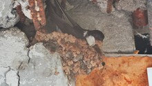 A Swallow Is Nesting On The Balcony Of An Apartment Building.