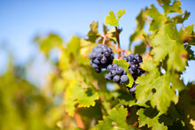 Close Up Of Grapes At Vineyard, Pauillac, Gironde, Aquitane, France
