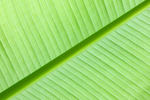 Close-up Of Banana Leaf