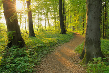 Path Through Beech Forest In Spring, Hainich National Park, Thuringia, Germany