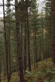 Fototapeta Krajobraz - Trees in the forest