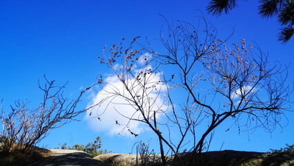 Wall Mural - Blue sky and white clouds that meet in the cold.