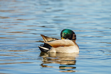 Wall Mural - mallard duck on the water