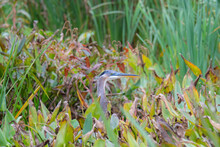 Blue Heron Blends Into A Wetlands Area With Only His Head Exposed
