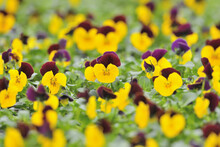 Viola Flowers, Bavaria, Germany