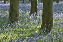 Beech Tree Trunks With Bluebells In Spring, Hallerbos, Halle, Flemish Brabant, Vlaams Gewest, Belgium