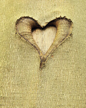 Heart Carved Into Beech Tree Trunk, Hallerbos, Halle, Flemish Brabant, Vlaams Gewest, Belgium