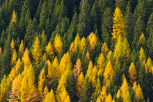 Elevated View Of A Dolomite Mountain Forest With Golden, Autumnal Colored Larch Trees At Misurina In Cadore, In The Belluno District Of Veneto, Italy