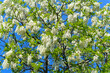 © Designpics - Close-up of a black locust tree (Robinia pseudoacacia) in full bloom on a sunny day in Spring at Lake Neusiedl in Burgenland, Austria