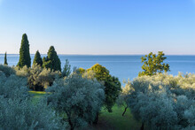 Overview Of Olive Grove And Lake Garda (Lago Di Garda) In Garda, Veneto, Italy