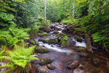 Mountain Stream After Rain At Kleine Ohe At Waldhauser In The Bavarian Forest National Park In Bavaria, Germany