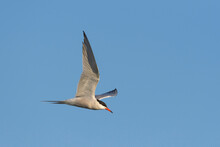 Side View Of A Common Tern (Sterna Hirundo) In Flight Against A Blue Sky Over Lake Neusiedl In Burgenland, Austria