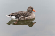 Profile Of Greylag Goose (Anser Anser) Swimming, Europe
