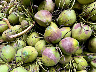 Canvas Print - coconut on the ground