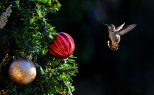 Annas Hummingbird And Christmas Trees