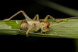 Male Raspy Cricket Nymph