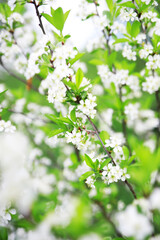  White flowers on a green bush. Spring cherry apple blossom. The white rose is blooming.