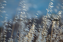Dry Wild Grass, Weed. Dried Beige Spikelets Close-up On A Blurred Background Of The Blue Sea