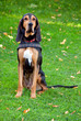 Portrait of sitting dog in nature, Bruno de Jura pure breed from Jura mountains on French-Swiss border, Bruno Jura Hound, full body, front view, looking into the lens
