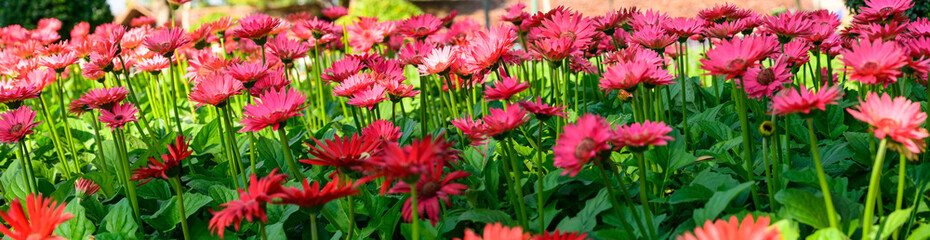 Sticker - Panorama of pink Gerbera flowers in the garden