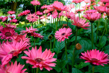 Sticker - Pink Gerbera flowers in the garden