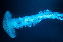 Mostly Blurred Jellyfish On Dark Blue Background
