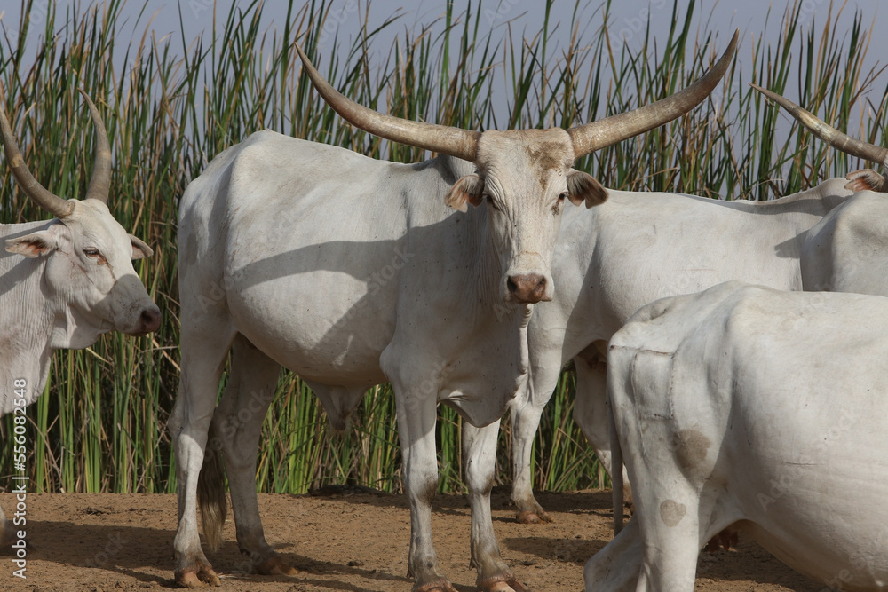 Indicus Cow Zebu cow grazes on field in Senegal, Africa. Zebu (Bos indicus or Bos ...