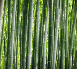 Fototapeta Sypialnia - Illustration of bamboo forest, generative ai