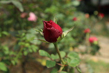 The rose is beautiful. It means of love