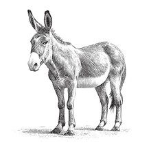 Cute Donkey Sketch Hand Drawn Engraving Style Vector Illustration
