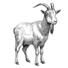 Goat Farm Hand Drawn Engraving Style Sketch Vector Illustration.