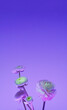 fiori verticale, fiori dentro a un vaso con ombre, background Still life. oggetto floreale su sfondo orizzontale libero blu e viola cover book