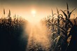 Misty morning in a cornfield stock photo Corn - Crop, Corn, Agricultural Field, Sunrise - Dawn, The Global Food Crisis