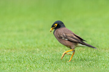 Wall Mural - Beautiful common myna or Indian myna (Acridotheres tristis) walking in green grass