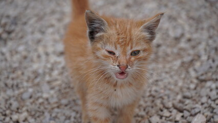 Strolling Red Kitten with conjunctivitis eye inflammation