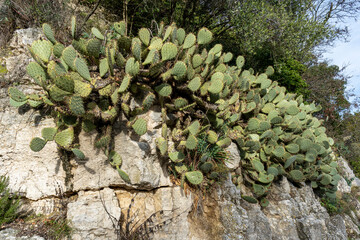 Wall Mural - Oponce de la côte