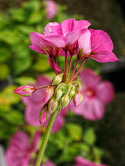 Wall Mural - Closeup purple geranium flowers in french garden