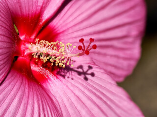 Wall Mural - Macro of pink hibiscus flower view of front