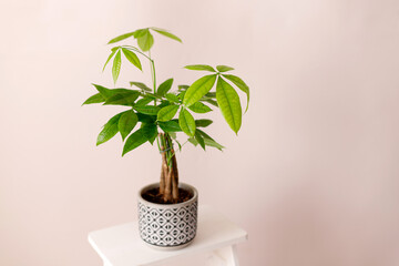 A Money Tree plant Pachira Aquatica. Green pachira aquatica leaves on beige background, pachira