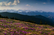 © vovik_mar - Panoramic landscape in the mountains at the spring. View view of the meadow on which crocuses bloom in the background of snow-capped mountains. Soft focus effect.