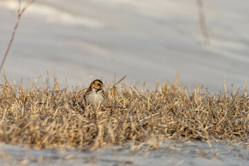 bird in the icy grass