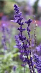 Wall Mural - Violet Salvia Divinorum or Sage Of The Diviners flower detail close up at the garden.