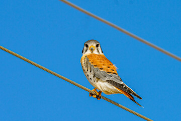 Wall Mural - american kestrel on a wire