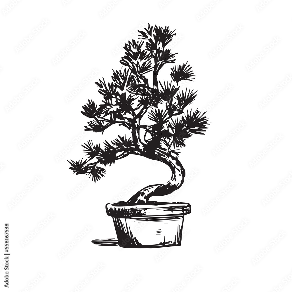 Stock-Vektorgrafik bonsai tree in pot. Bonsai drawing by hand. Drawing of  a small Japanese tree in a vase. Bonsai on a white background, vector. |  Adobe Stock