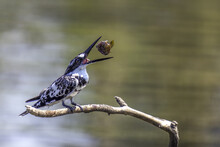Kingfisher Eat On A Branch